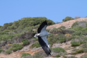 Weibauchseeadler