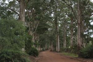 Valley of the Giants Road