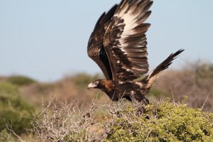 Wedge Tail Eagle