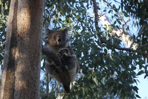 Koala