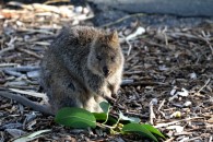 Quokka