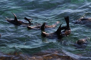 New Zealand Fur Seals