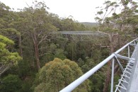 Tree Top Walk
