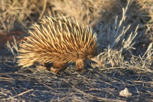 Echidna