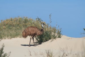 Emu