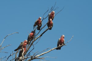 Ein Baum voller Galahs