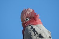 Galah