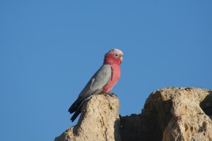 Galah