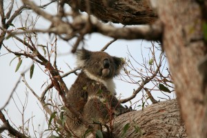 Koala