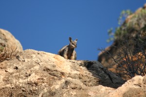 Blackfoot Rock Wallabie