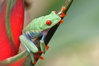 Rotaugenlaubfrosch