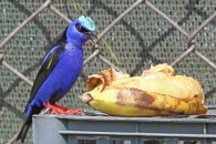 Honeycreeper