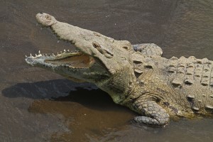 Krokodil