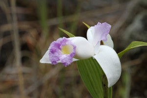 Orchidee