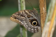 Schmetterling