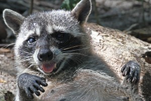 zufriedener Waschbär