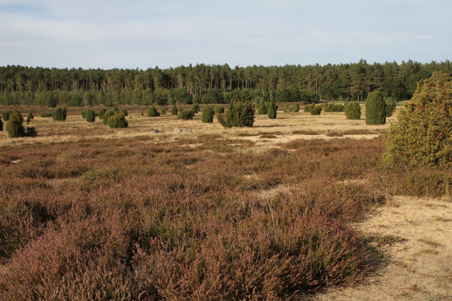 Ellerndorfer Wacholderheide
