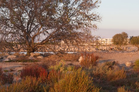 Abendstimmung in der Camargue