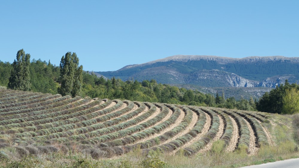 Lavendel