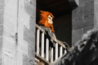 Halloween auf Burg Frankenstein