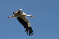 Storch an der Gersprenz