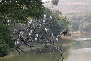 Vögel im Ranthambhore NP