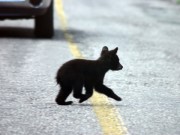 Babybär überquert Straße
