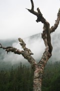 Baum im Nebel