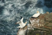 Gannets am Felsen