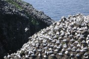 Cape St.Mary's