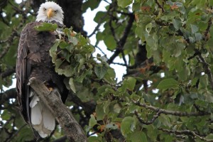 Weißkopfseeadler