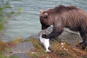 Bär mit Lachs