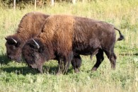 Bisons am Alaska Highway