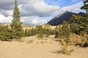 Carcross Desert