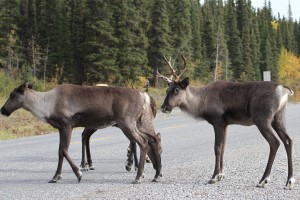 Caribous