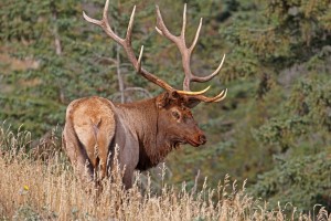 Wapiti