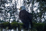 Weißkopfseeadler
