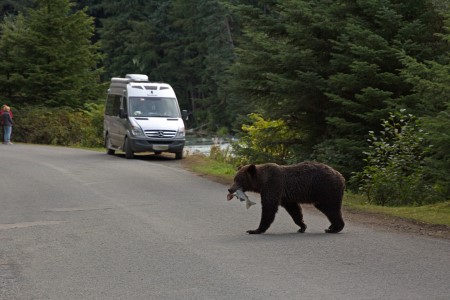 Grizzly mit Fisch