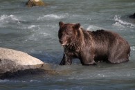 Grizzly