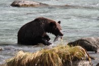 Grizzly mit Fisch