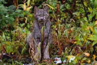 Luchs