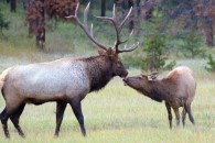 Wapiti-Paar