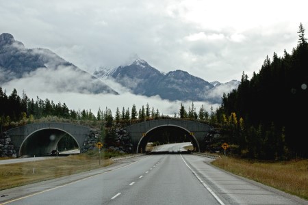 Wildbrücke