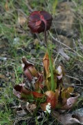 Pitcher Plant