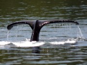 Buckelwal beim Abtauchen