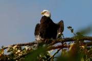 Weikopfseeadler am Chilkat River