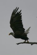 Weißkopfseeadler