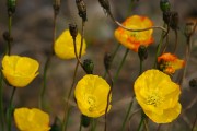 Blumen am Wegesrand