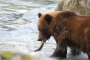 Grizzly beim Fischen