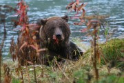 Grizzly beim Fressen